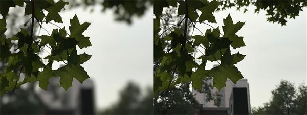 iPhone 7 Plus拍照虛化到底怎樣？實(shí)拍大吃一驚